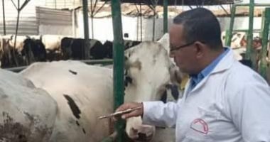 "بيطرى الشرقية" يفحص 6131 رأس ماشية من البروسيلا والسل البقرى