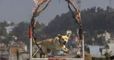 قفزات ومغامرات.. فعاليات مهرجان الكلاب فى نيبال