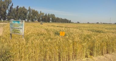 مستشار وزير الزراعة: ننصح مزارعى القمح بريه قبل ارتفاع الحرارة لتجنب الجفاف