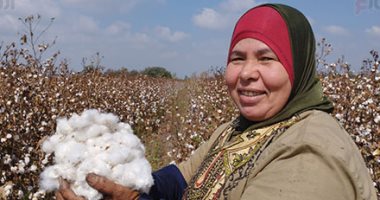 الذهب الأبيض.. قطن الشرقية يسجل 13630 جنيها للقنطار فى ثالث مزاد علنى