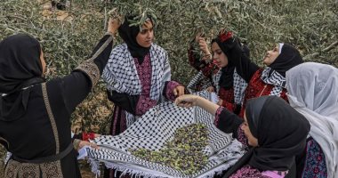 معرض فلسطينى عن أشجار الزيتون ضمن فعاليات بينالى البندقية 2024