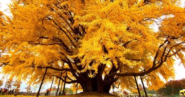 عمرها 860 عاما.. شجرة الجنكة فى كوريا الجنوبية تتحول لمزار سياحى