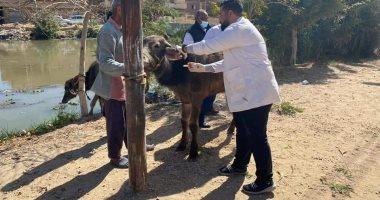 الطب البيطري