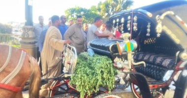 محافظة أسوان تشن حملة مكبرة على عربات الحنطور وتتحفظ على 3 سائقين  