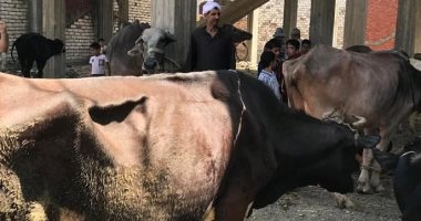 تحصين 30 ألف رأس ماشية ضد الحمى القلاعية والوادى المتصدع بكفر الشيخ