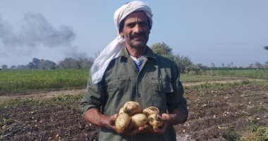 فرق من وزارة الزراعة للمرور على محصول البطاطس والفول بالمنوفية