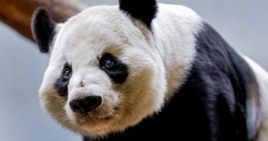 الصين تهدى اثنين من حيوانات الباندا لهونج كونج بمناسبة ذكرى"التسليم" الـ 27