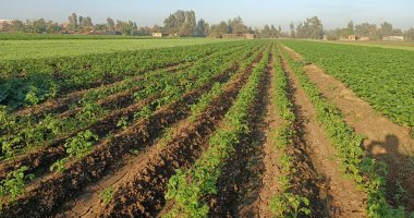 زراعة المنوفية: نسعى للنهوض بالزراعات المختلفة ومضاعفة الإنتاجية للفدان