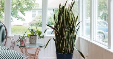 أفضل 5 نباتات فنج شوى شتوية لاستخدامها فى منزلك.. منها نبات الثعبان