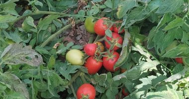 طماطم الإسماعيلية تغزو الأسواق والعروة النيلية تخفض الأسعار وتوفرها بكثرة