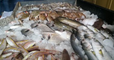 بورى وجران وطوبار.. تعرف على أنواع وأسعار الأسماك في أسواق دمياط.. صور