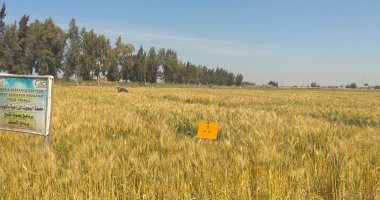 "زراعة الإسكندرية": نستهدف زراعة 48 ألف فدان من محصول القمح هذا العام
