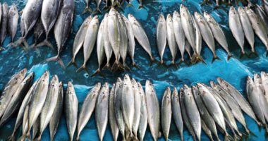 مبادرة مقاطعة الأسماك تؤتى ثمارها فى دمياط وتجاوب محلات لتخفيض الأسعار