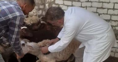 تحصين 150 ألف رأس ماشية ضد مرض الحمى القلاعية وحمى الوادى المتصدع بالمنيا
