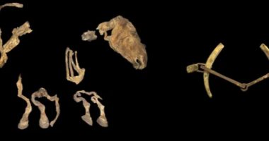اكتشاف سرج خيل داخل مقبرة بمنغوليا يكشف عن أدلة جديدة لحرب الخيالة قديمًا