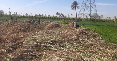 موسم الخير فى قنا.. بدء حصاد القصب.. 35% من إنتاج السكر فى مصر.. صور