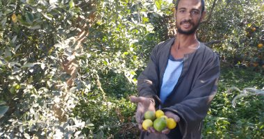 زراعة الليمون بالمنيا.. مزارع: يثمر بعد عام والشجرة تطرح نحو نصف طن.. صور