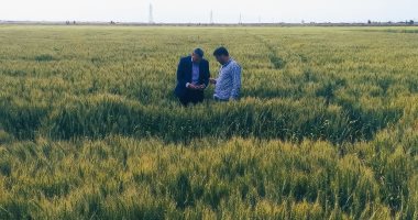 مركز معلومات المناخ بوزارة الزراعة ينصح بري القمح يومي الخميس والجمعة