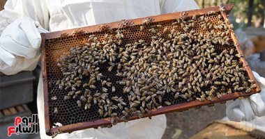 شفاء وبيكسب دهب.. مزرعة النحل مشروع اقتصادى ناجح