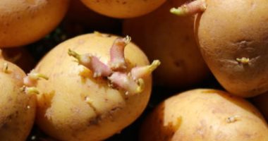 3 خطوات لتخزين البطاطس صح في مطبخك