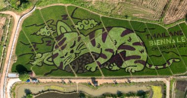 الفن فى حقول الأرز.. مزارع تايلاندى يزرع أرضه على شكل قطة نائمة.. صور