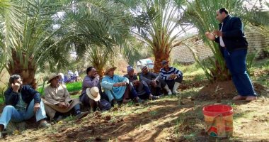 زراعة الوادى الجديد: عقد ندوة حقلية عن سوسة النخيل الحمراء في مدينة موط