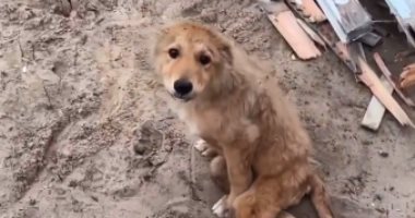 حتى الحيوانات لم تنج.. القصف الإسرائيلى يصيب "كلب" داخل قطاع غزة.. فيديو