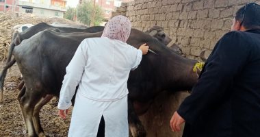 تحصين 246 ألف رأس ماشية ضد مرض الحمى القلاعية والوادى المتصدع بالغربية