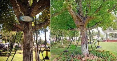 الشجرة المعتقلة فى باكستان.. واقعة جنونية تحولها إلى مزار سياحي شهير