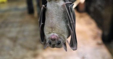 دراسة: هل يكون بنكرياس خفاش الفاكهة الحل الأمثل لعلاج مرض السكر ؟