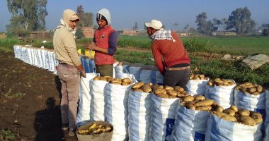 فرحة حصاد البطاطس.. المحصول يمثل 15% من اقتصاد دمياط.. صور