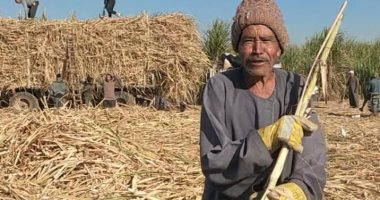 العمر مجرد رقم.. العم محمد 80 سنة زوج 11 ابنا من عمله فى حصاد القصب بقنا