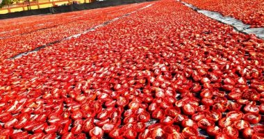 موسم تجفيف الطماطم بالأقصر.. خير ورزق للجميع وتوسع كبير في التصدير للخارج