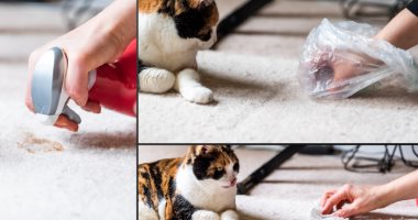 طرق سهلة وفعالة لتنظيف فضلات القطط من السجاد