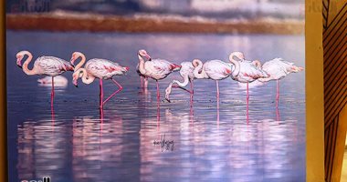  "الحياة البرية" في معرض ببورسعيد.. الطيور غاية في الجمال