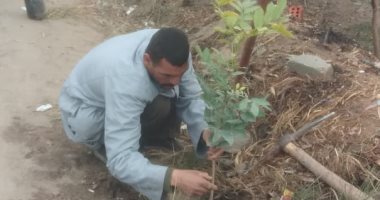زراعة 75 شجرة على طريق مصر أسوان بمركز مطاي المنيا