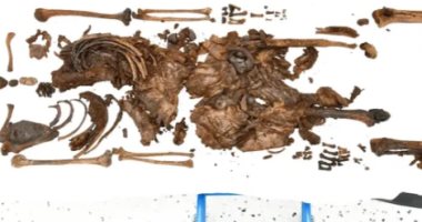 اكتشاف عظام بشرية لمراهق يعود عمرها لـ2500 عام فى أيرلندا بدون جمجمة