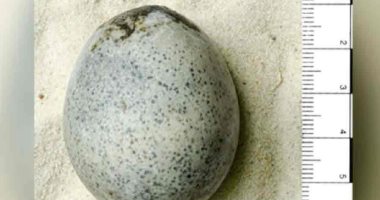 اكتشاف بيضة عمرها 1700عام من موقع يعود للعصر الروماني فى إنجلترا 