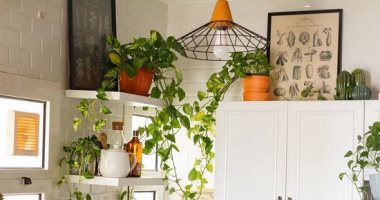 نباتات منزلية سريعة الازدهار في مطبخك.. ديكور طبيعي وجذاب