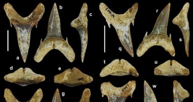 اكتشاف أنواع جديدة من أسماك القرش يبلغ عمرها 65 مليون عام في ألاباما