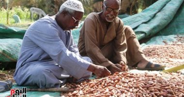 بلح أسوان يغزو الأسواق مع إقتراب شهر رمضان