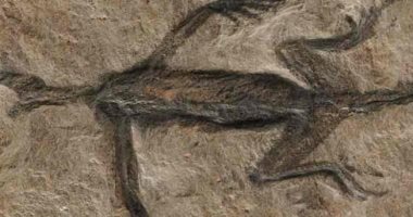 اكتشاف جديد.. حفرية أقدم الزواحف البالغ عمرها 280 مليون عام مزورة