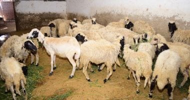 13 نصيحة من وزارة الزراعة يجب معرفتها قبل شراء خروف العيد