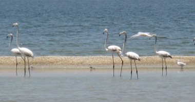 214 نوعا من النوادر.. بحيرات الفيوم تستقبل طيور العالم المهاجرة