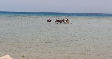 رواج سياحى لرحلات ركوب الخيول على الشواطئ والرحلات البحرية بالبحر الأحمر.. فيديو
