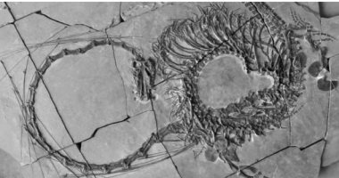 العثور على أحفورة لـ"التنين الصيني" عمرها 240 مليون عام