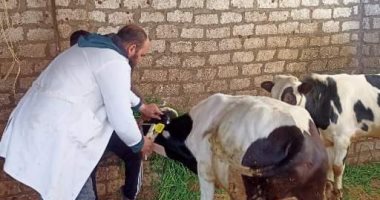 تعاون بين الجهات المعنية لتحصين 212 ألف رأس ماشية ضد الأمراض بكفر...