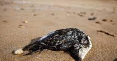 نفوق 500 طائر بحرى على شواطئ فرنسية بسبب الجوع والإرهاق