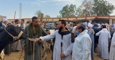 بيطرى الأقصر تطلق حملات رمضانية لفحص وتحصين الماشية في الأسواق.. صور