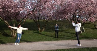 بداية فصل الربيع.. حدائق ألمانيا تتزين بأشجار الكرز الوردى 